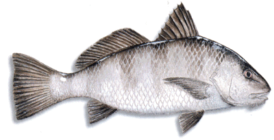 Black Drum