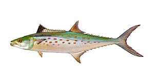 Spanish Mackeral