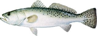 Speckled Trout