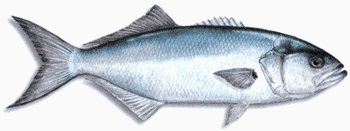 Bluefish