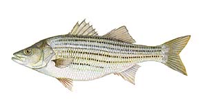 Striper